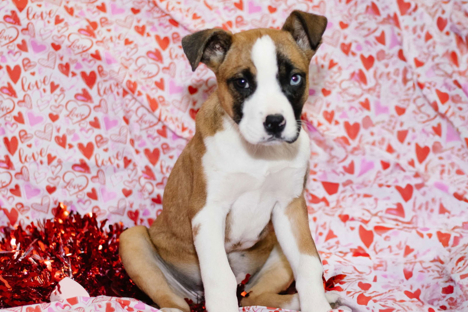 Bailey, an adoptable Australian Cattle Dog / Blue Heeler, Pit Bull Terrier in Midway, UT, 84049 | Photo Image 1