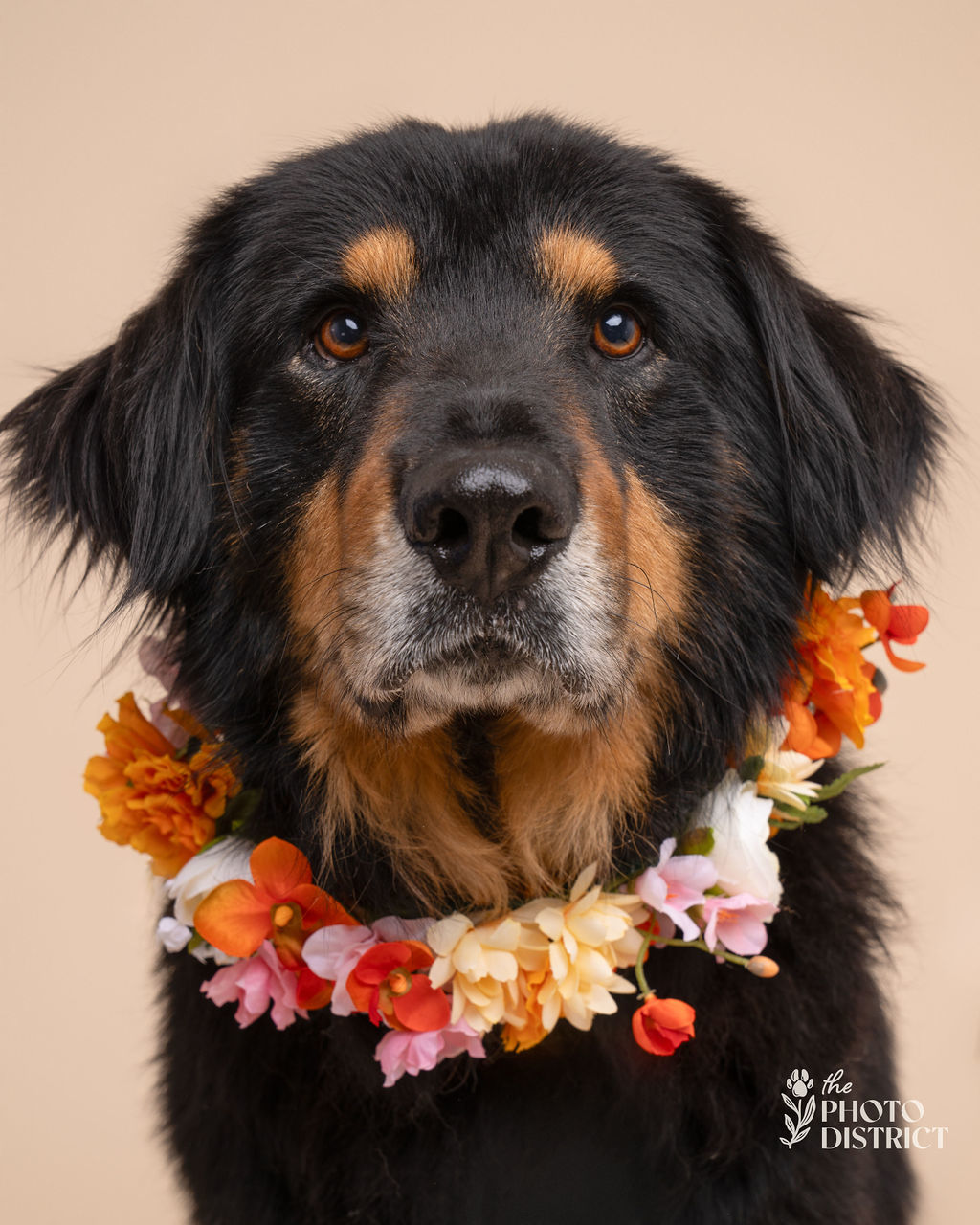 Finn, an adoptable German Shepherd Dog, Hovawart in Willard, NC, 28478 | Photo Image 1