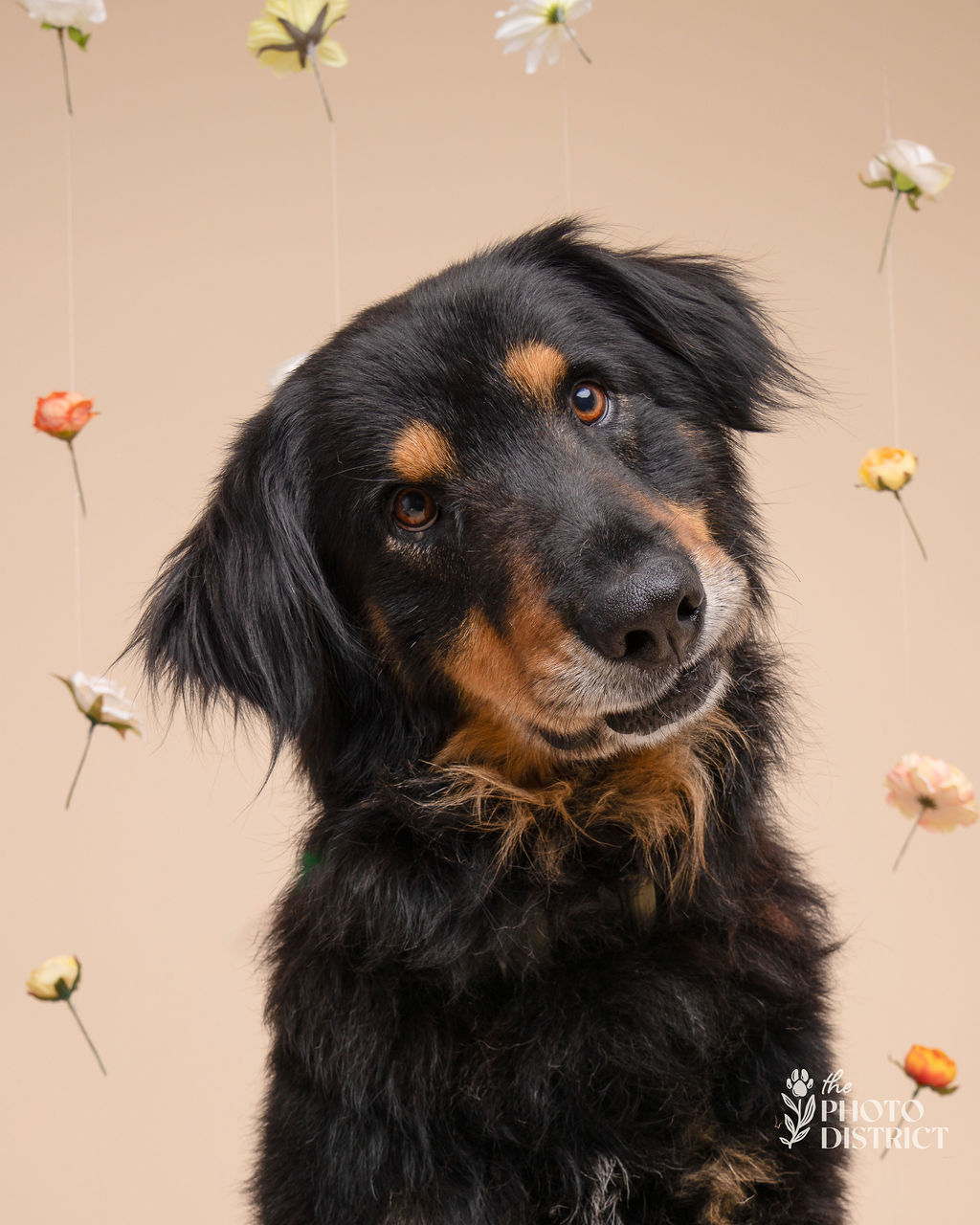 Finn, an adoptable German Shepherd Dog, Hovawart in Willard, NC, 28478 | Photo Image 2
