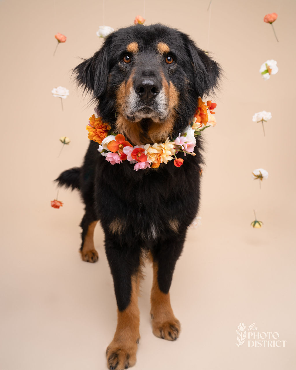 Finn, an adoptable German Shepherd Dog, Hovawart in Willard, NC, 28478 | Photo Image 3