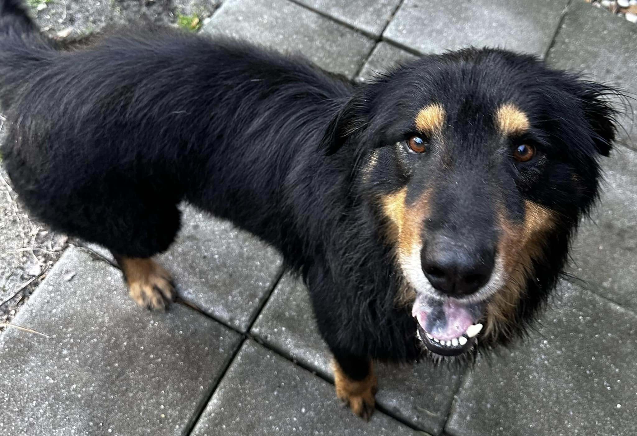 Finn, an adoptable German Shepherd Dog, Hovawart in Willard, NC, 28478 | Photo Image 4