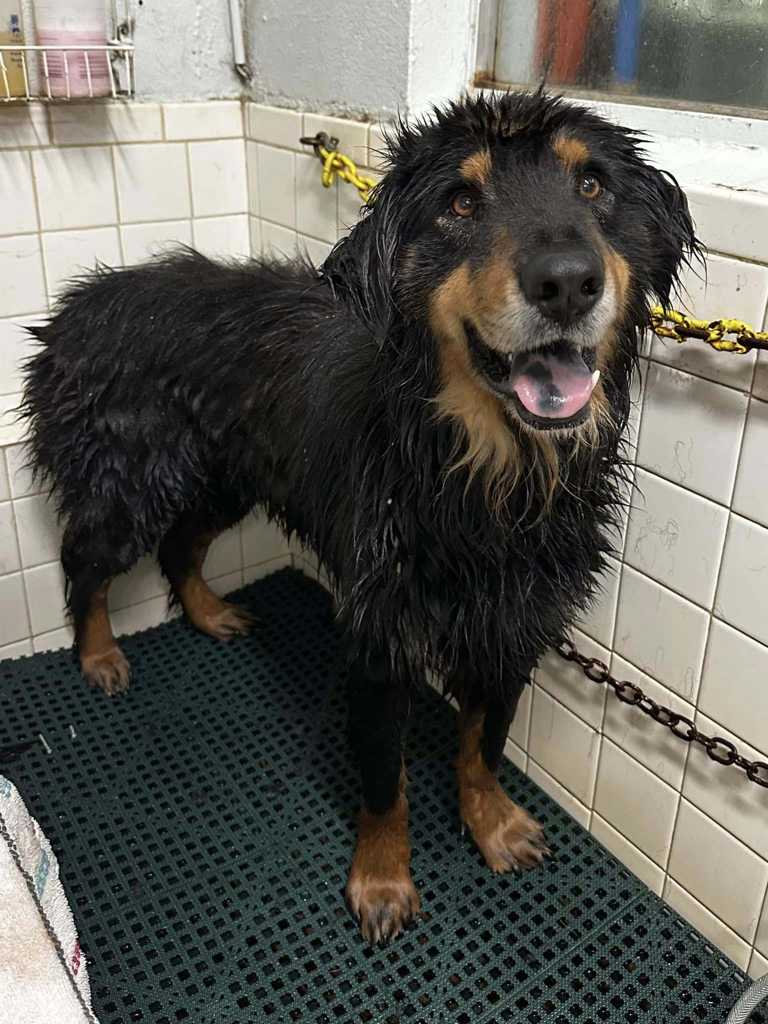 Finn, an adoptable German Shepherd Dog, Hovawart in Willard, NC, 28478 | Photo Image 6