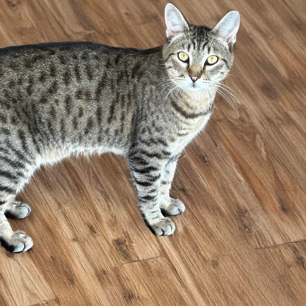 Ed, an adoptable Domestic Short Hair in Nampa, ID, 83686 | Photo Image 1