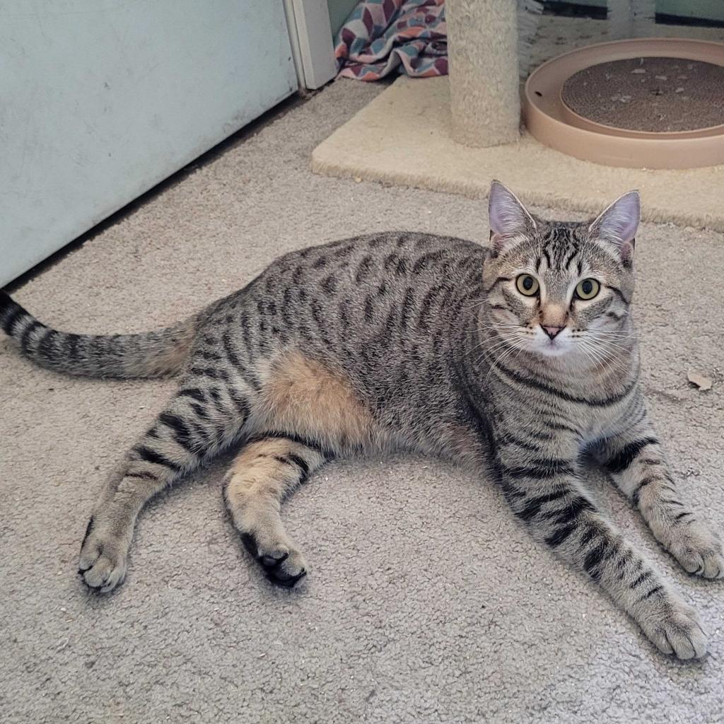 Ed, an adoptable Domestic Short Hair in Nampa, ID, 83686 | Photo Image 2