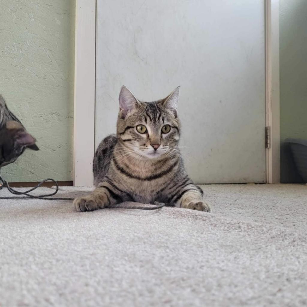 Ed, an adoptable Domestic Short Hair in Nampa, ID, 83686 | Photo Image 3