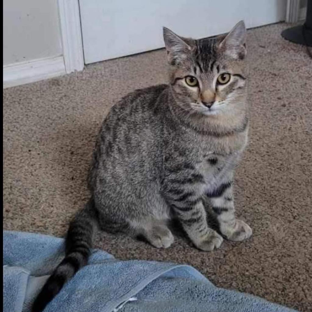 Ed, an adoptable Domestic Short Hair in Nampa, ID, 83686 | Photo Image 4