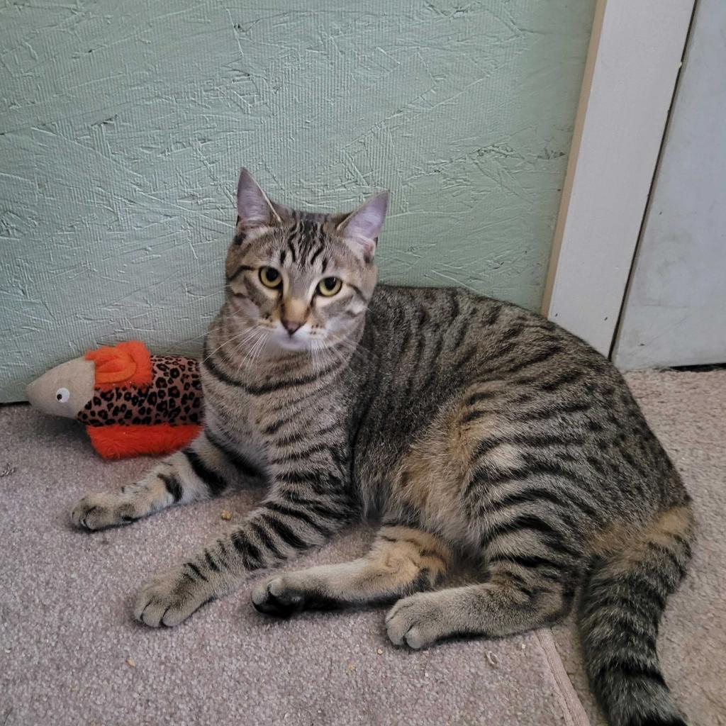 Ed, an adoptable Domestic Short Hair in Nampa, ID, 83686 | Photo Image 5
