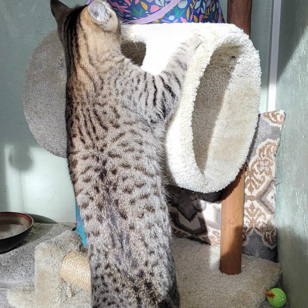 Ed, an adoptable Domestic Short Hair in Nampa, ID, 83686 | Photo Image 5