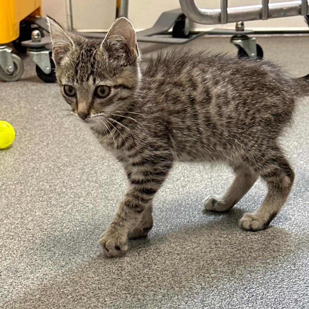 Ed, an adoptable Domestic Short Hair in Nampa, ID, 83686 | Photo Image 6