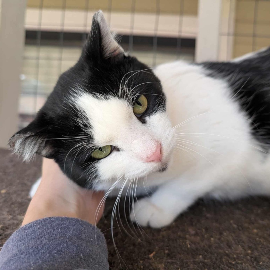 Lentil, an adoptable Domestic Short Hair in Nampa, ID, 83686 | Photo Image 1