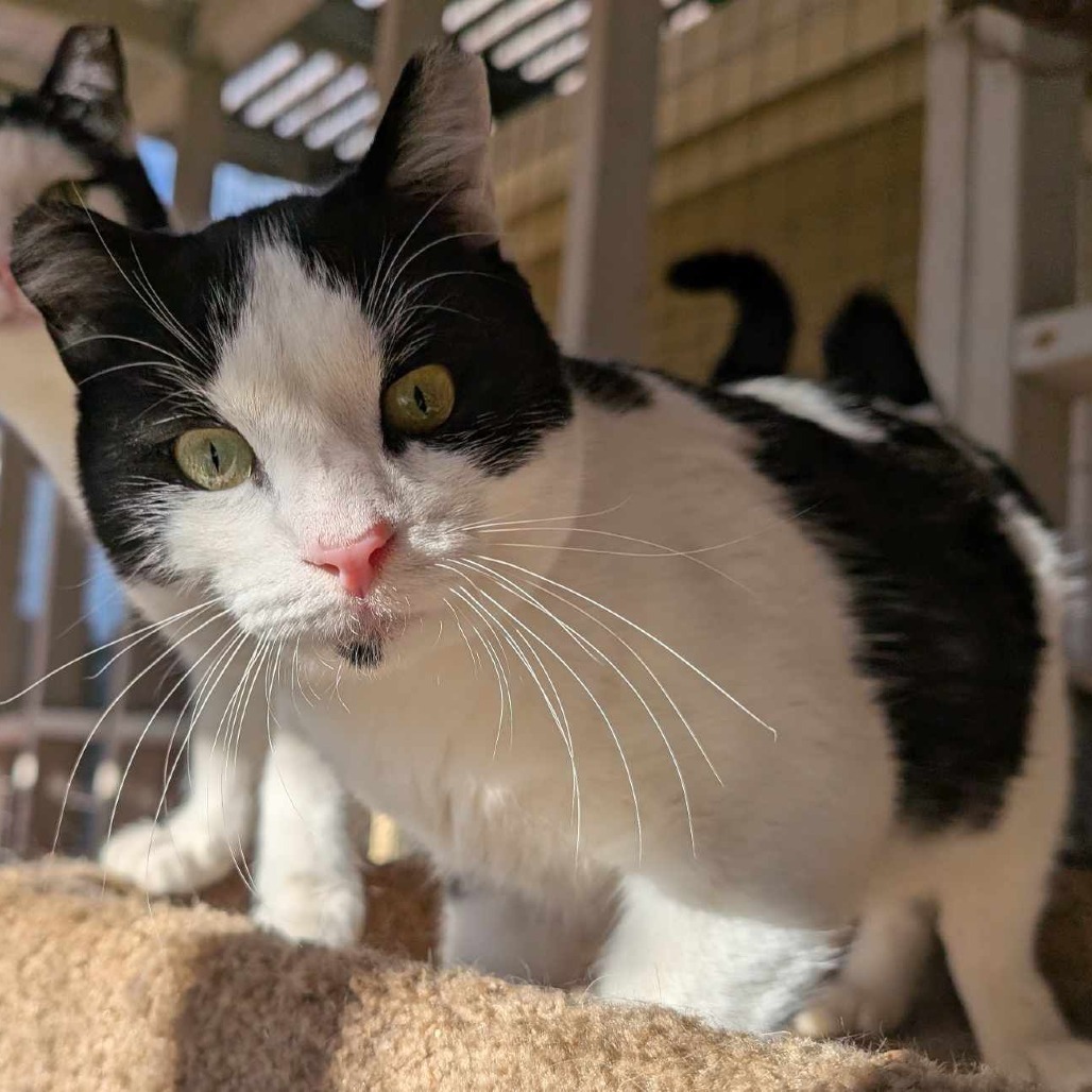 Lentil, an adoptable Domestic Short Hair in Nampa, ID, 83686 | Photo Image 2