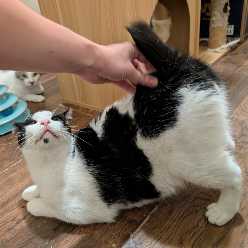 Lentil, an adoptable Domestic Short Hair in Nampa, ID, 83686 | Photo Image 3