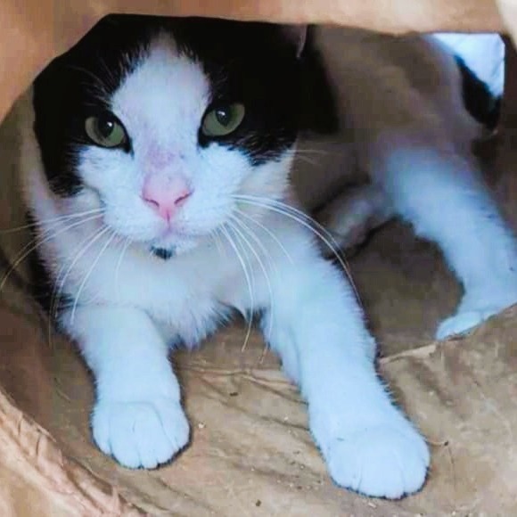 Lentil, an adoptable Domestic Short Hair in Nampa, ID, 83686 | Photo Image 4