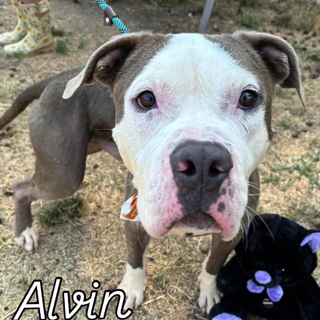 Alvin, an adoptable Pit Bull Terrier in Nampa, ID, 83686 | Photo Image 1
