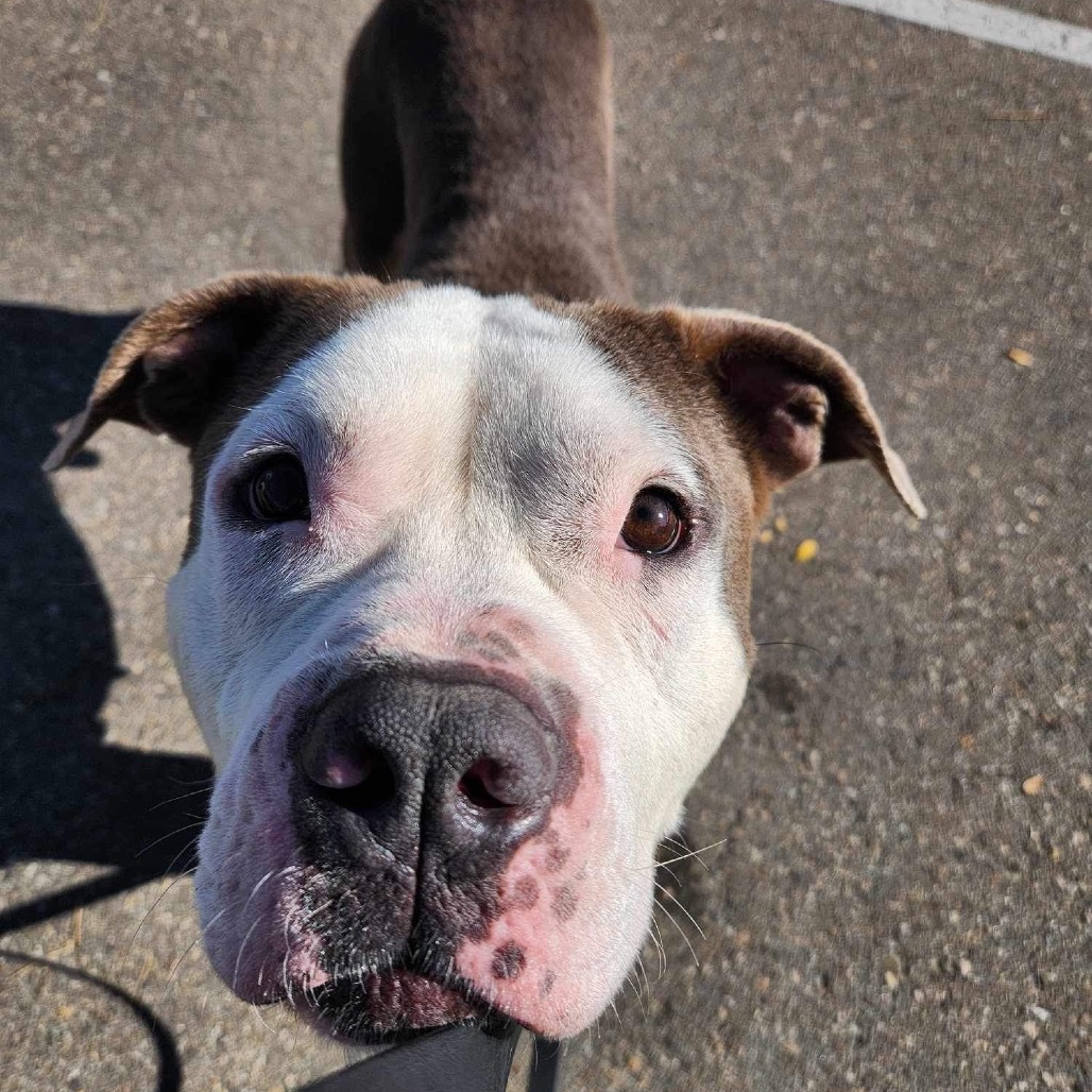 Alvin, an adoptable Pit Bull Terrier in Nampa, ID, 83686 | Photo Image 2