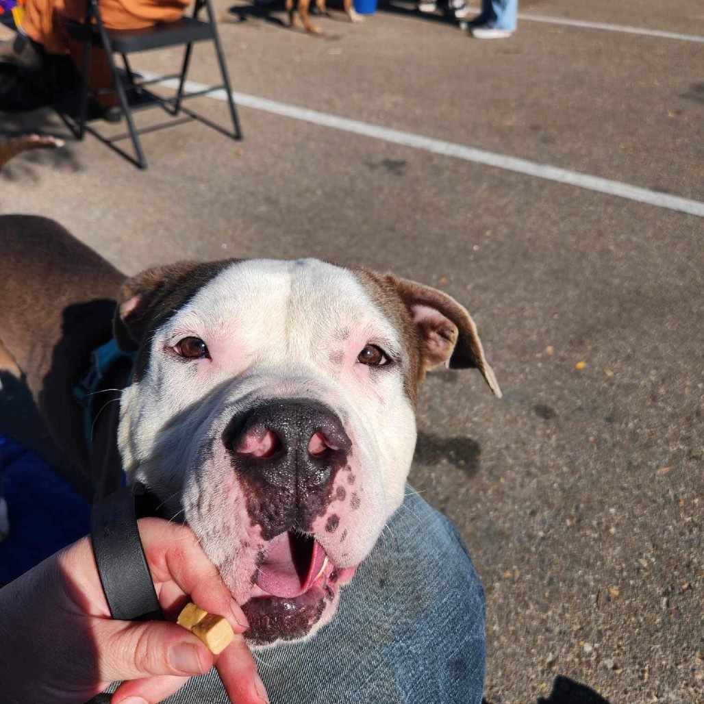 Alvin, an adoptable Pit Bull Terrier in Nampa, ID, 83686 | Photo Image 3