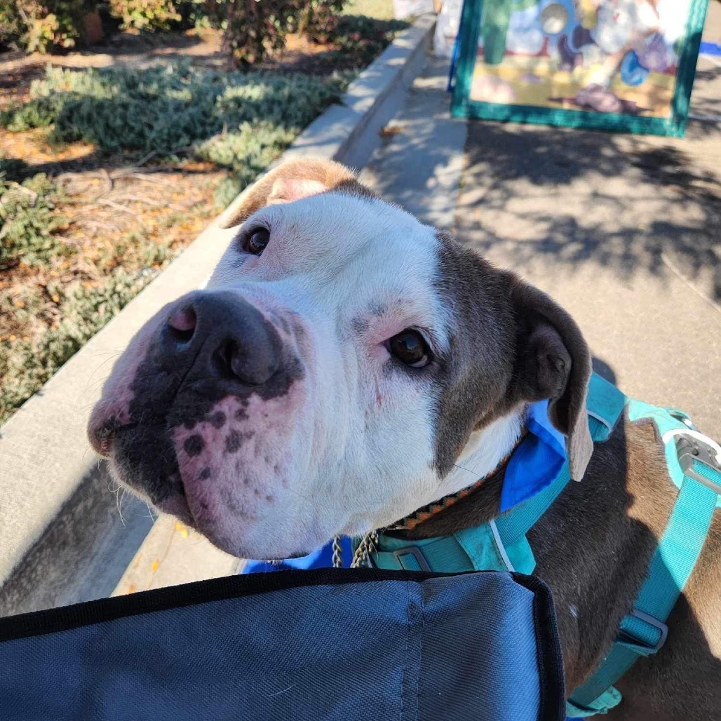 Alvin, an adoptable Pit Bull Terrier in Nampa, ID, 83686 | Photo Image 4