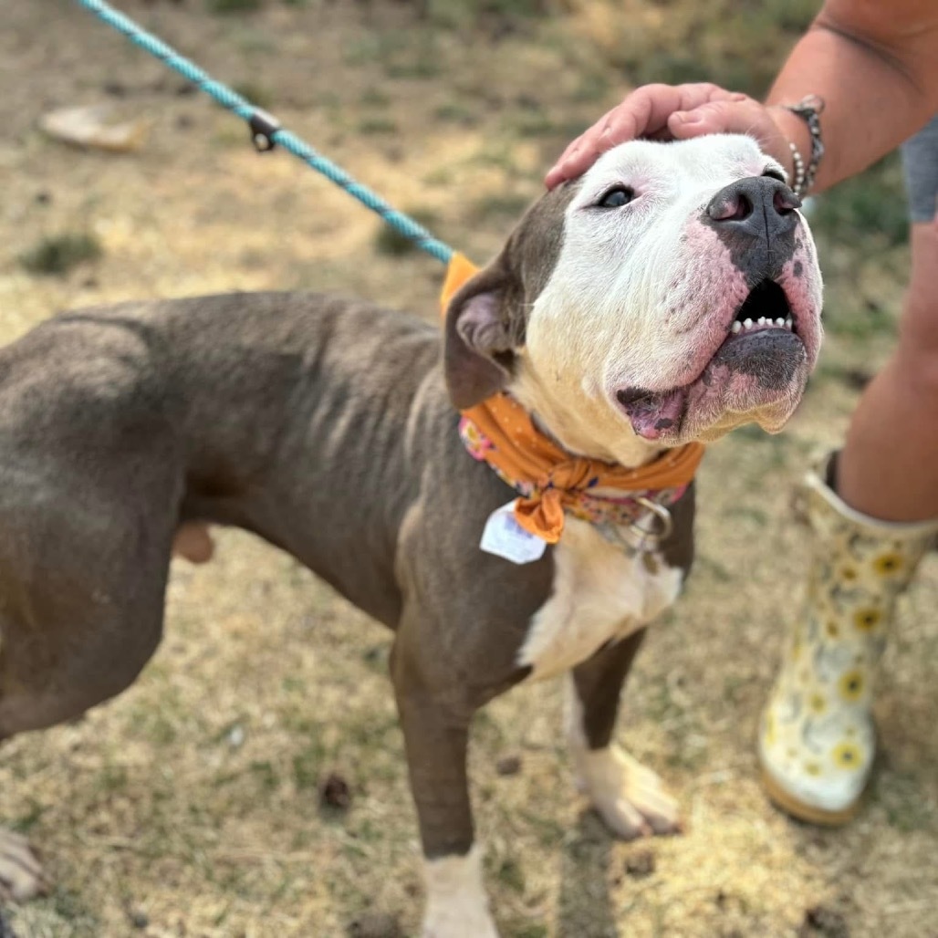 Alvin, an adoptable Pit Bull Terrier in Nampa, ID, 83686 | Photo Image 5