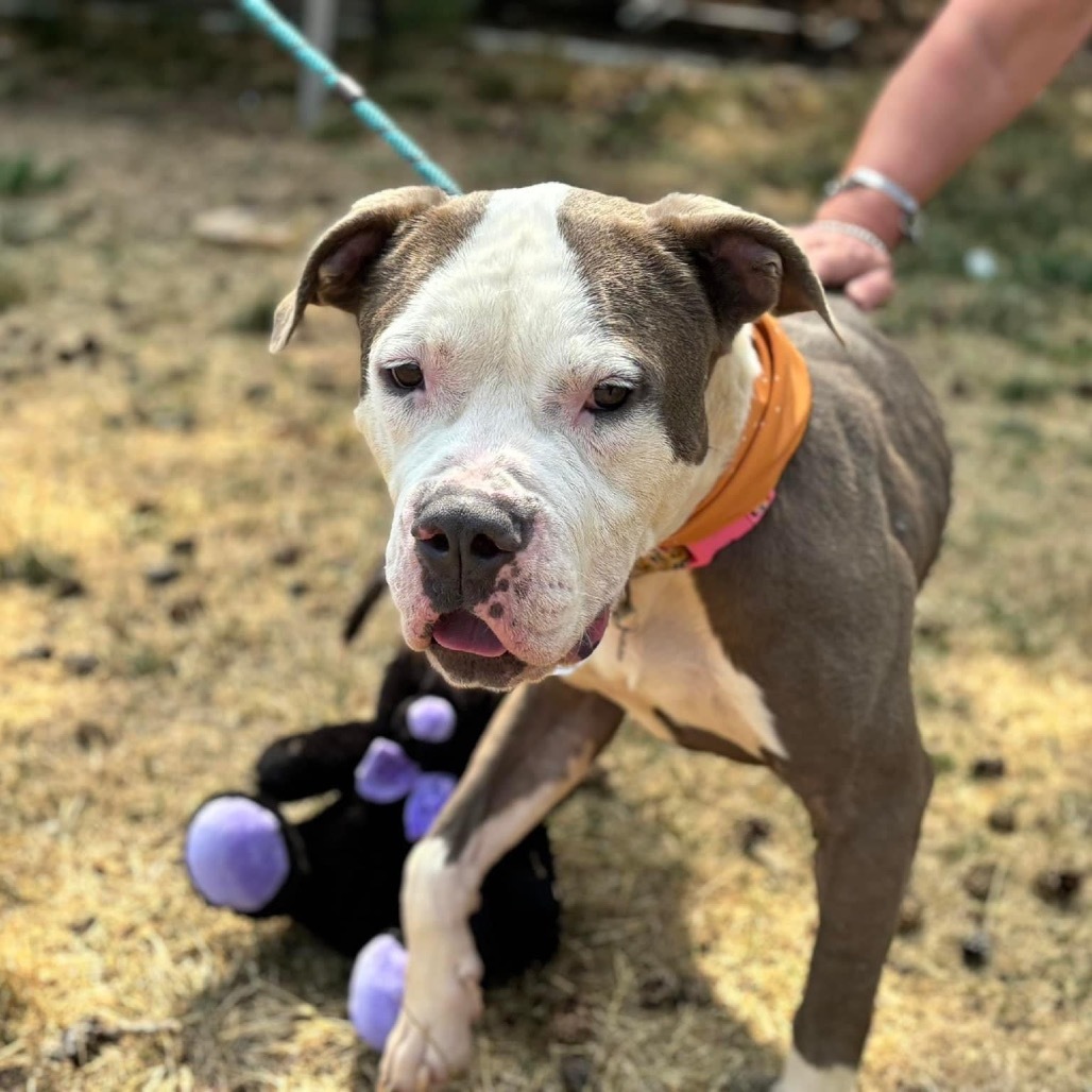 Alvin, an adoptable Pit Bull Terrier in Nampa, ID, 83686 | Photo Image 6