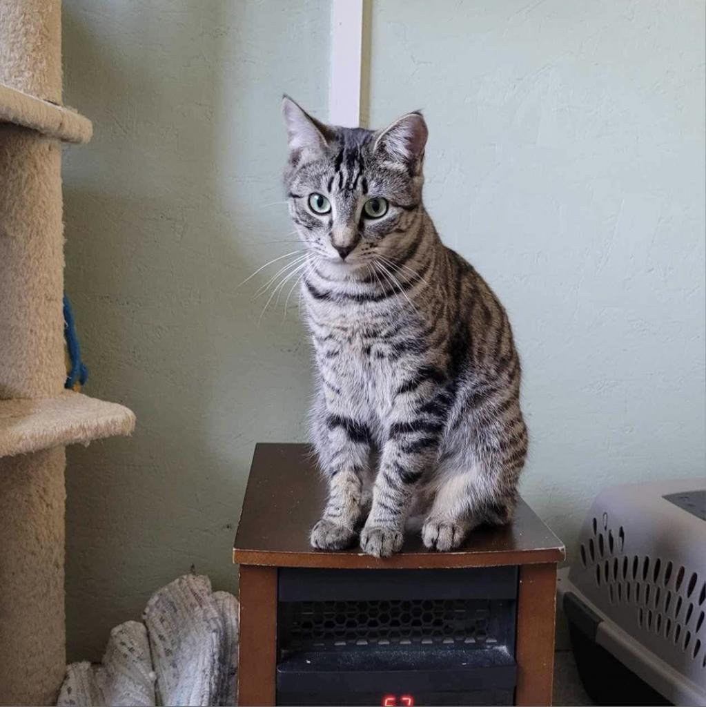 Ginger, an adoptable Domestic Short Hair in Nampa, ID, 83686 | Photo Image 1