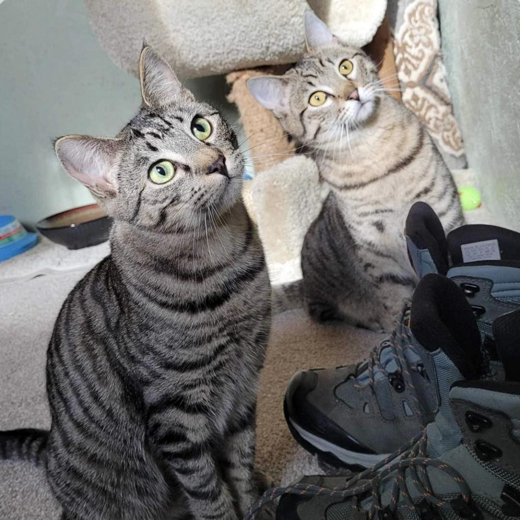 Ginger, an adoptable Domestic Short Hair in Nampa, ID, 83686 | Photo Image 2