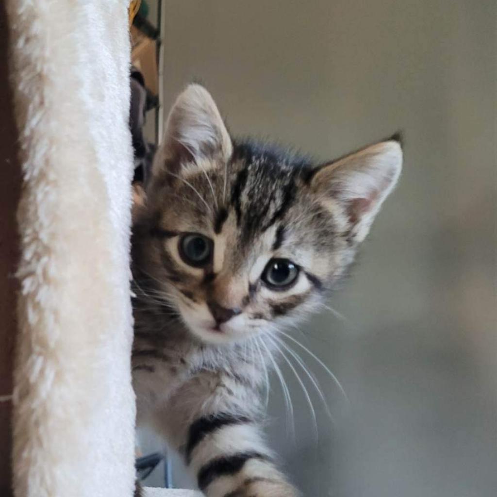 Ginger, an adoptable Domestic Short Hair in Nampa, ID, 83686 | Photo Image 3