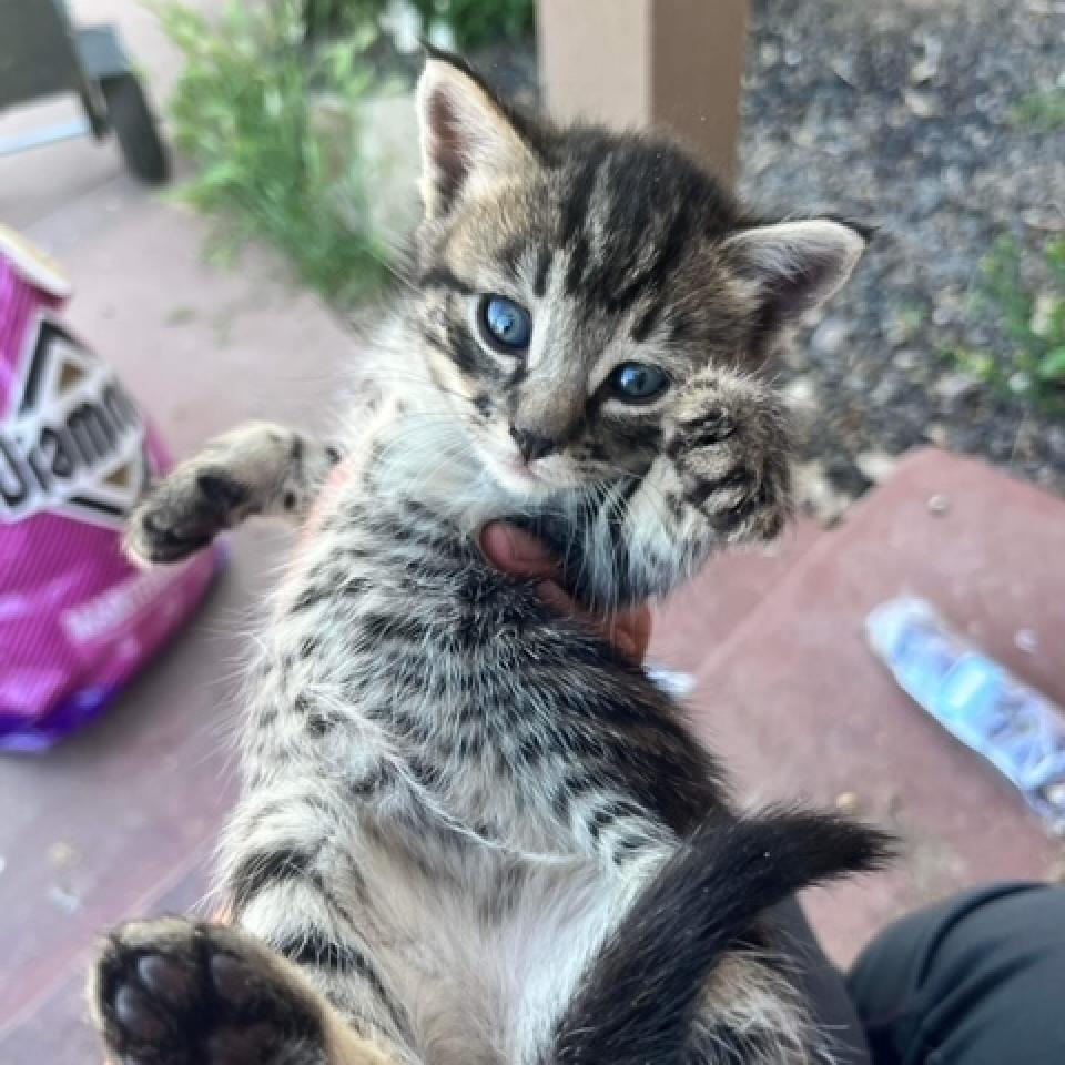 Ginger, an adoptable Domestic Short Hair in Nampa, ID, 83686 | Photo Image 4