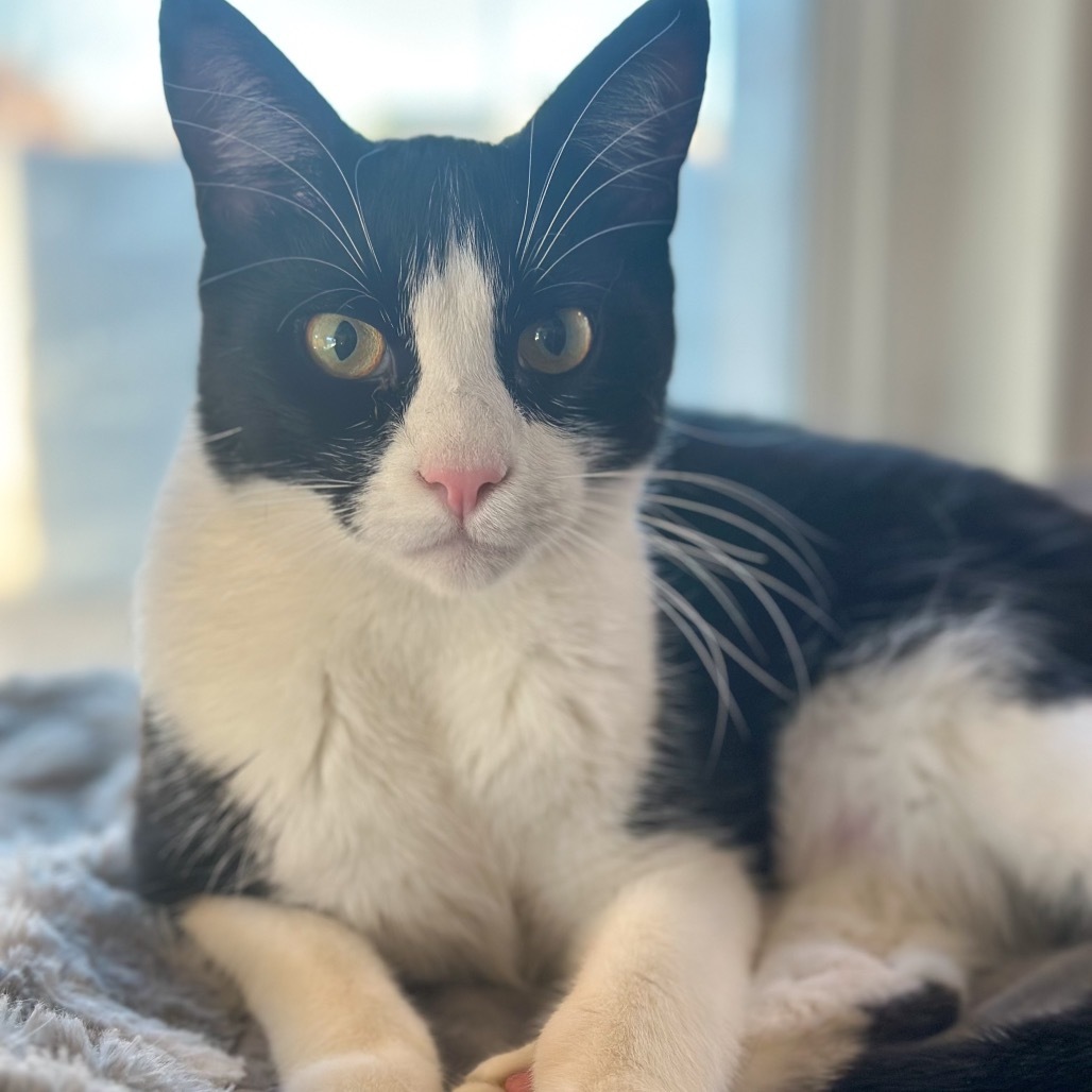 Jericho, an adoptable Domestic Short Hair in Nampa, ID, 83686 | Photo Image 1