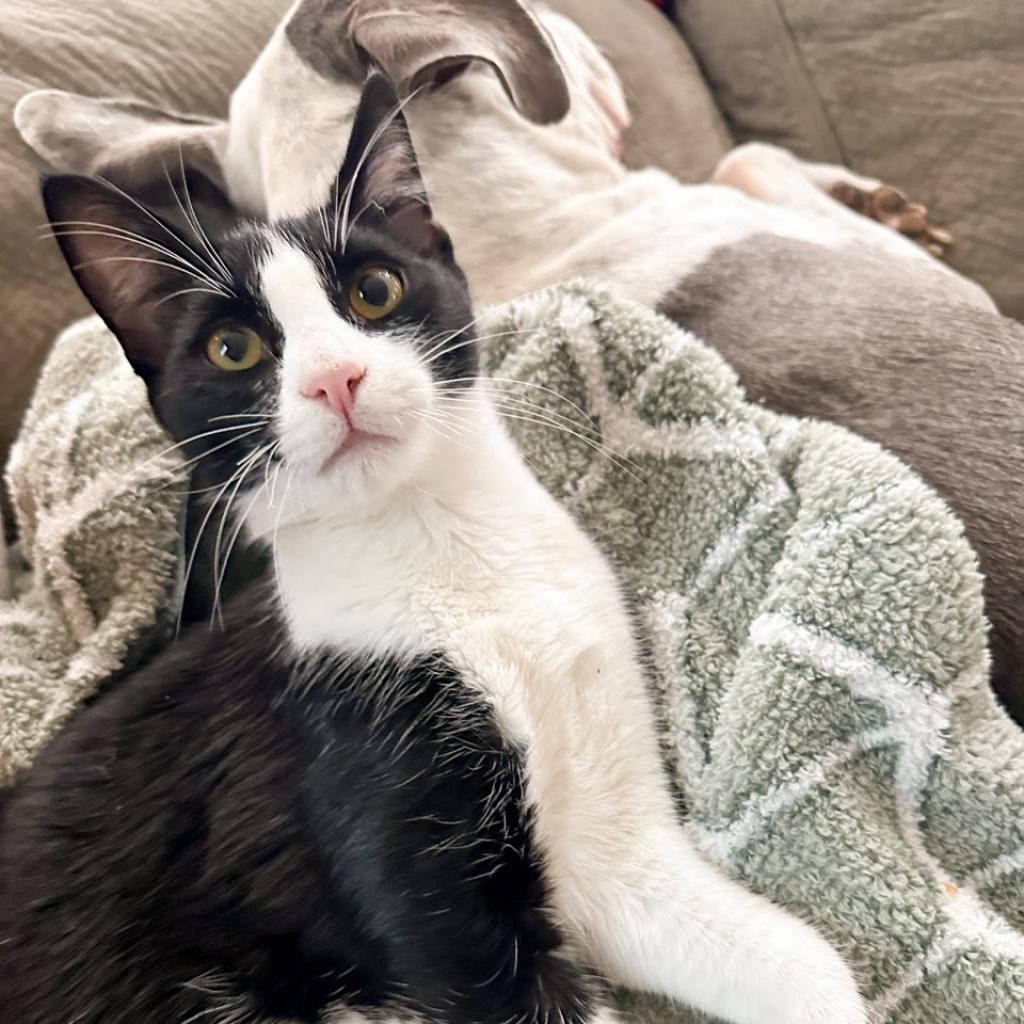 Jericho, an adoptable Domestic Short Hair in Nampa, ID, 83686 | Photo Image 2