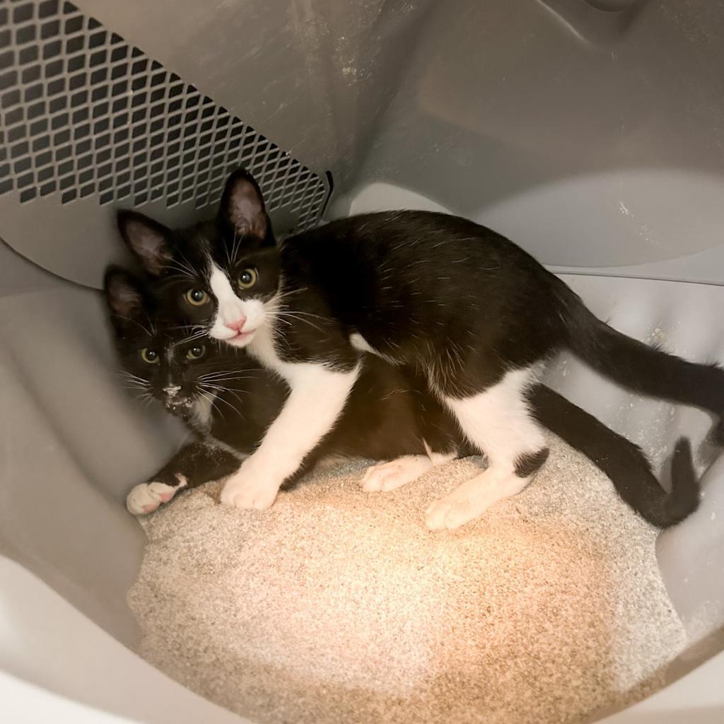 Jericho, an adoptable Domestic Short Hair in Nampa, ID, 83686 | Photo Image 3