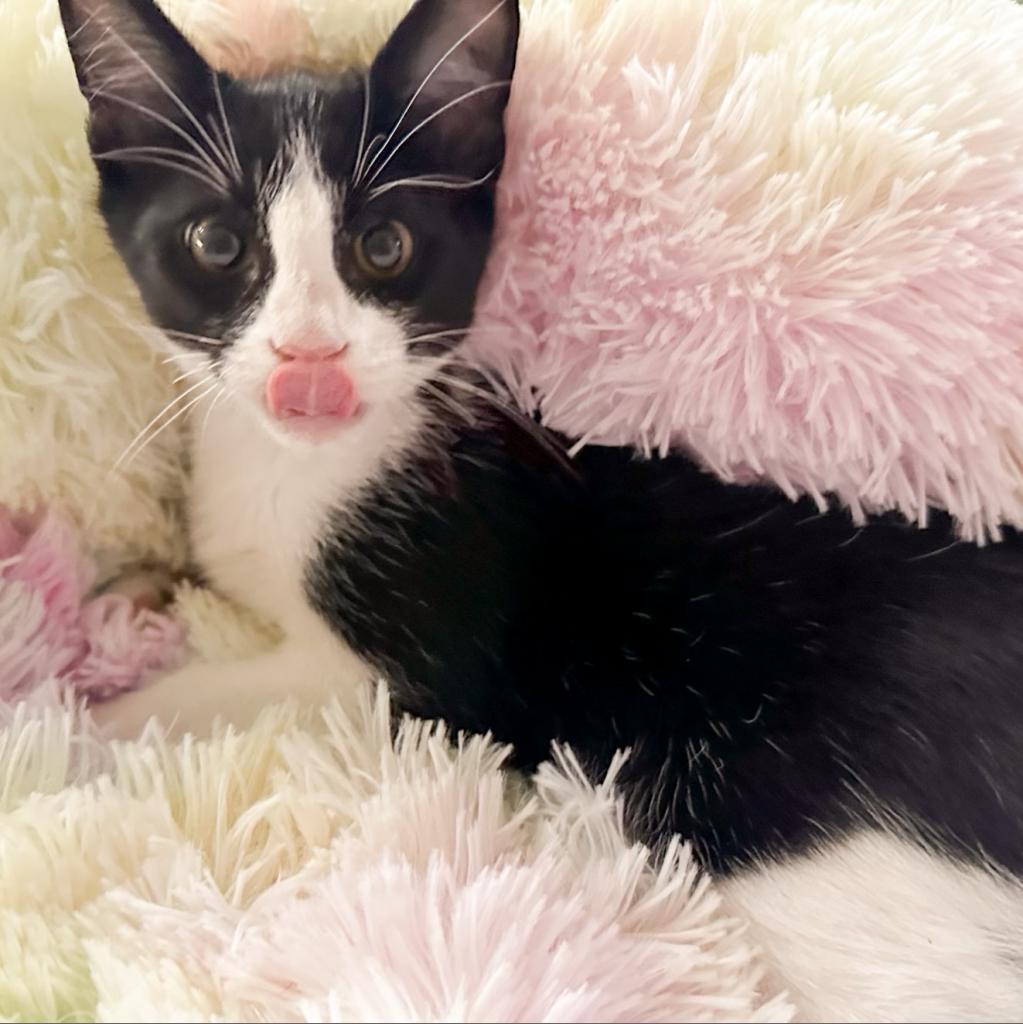 Jericho, an adoptable Domestic Short Hair in Nampa, ID, 83686 | Photo Image 4