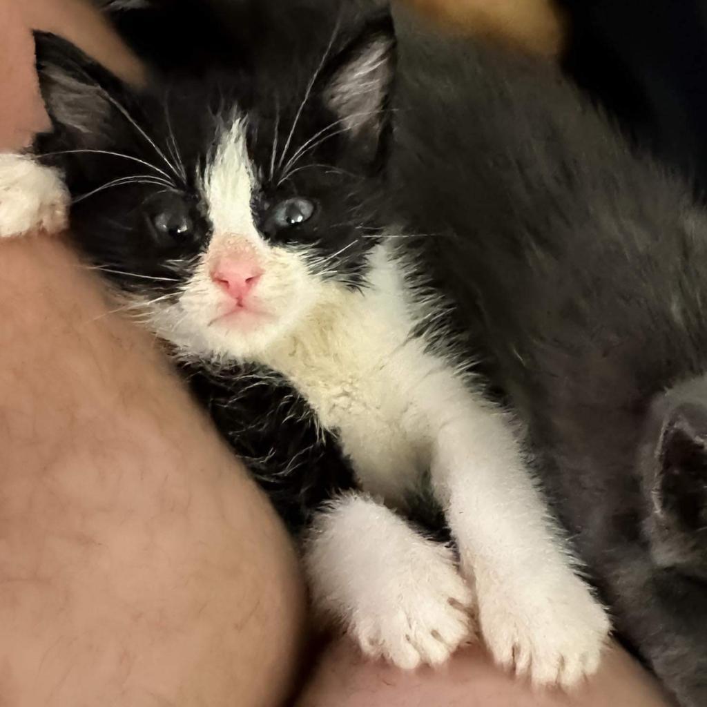 Jericho, an adoptable Domestic Short Hair in Nampa, ID, 83686 | Photo Image 6