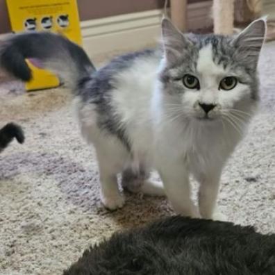 Elton, an adoptable Domestic Long Hair in Nampa, ID, 83686 | Photo Image 1