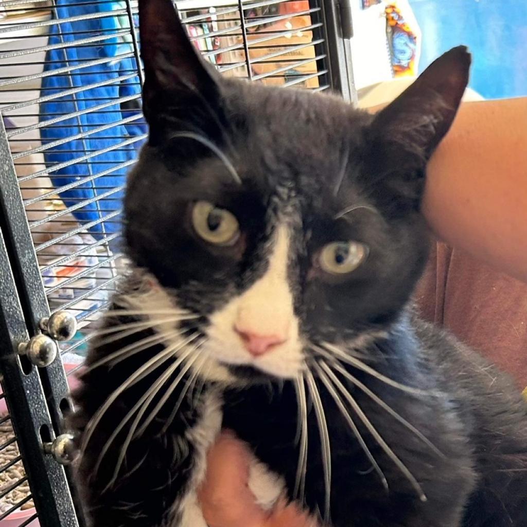 Rudy, an adoptable Domestic Short Hair in Nampa, ID, 83686 | Photo Image 1