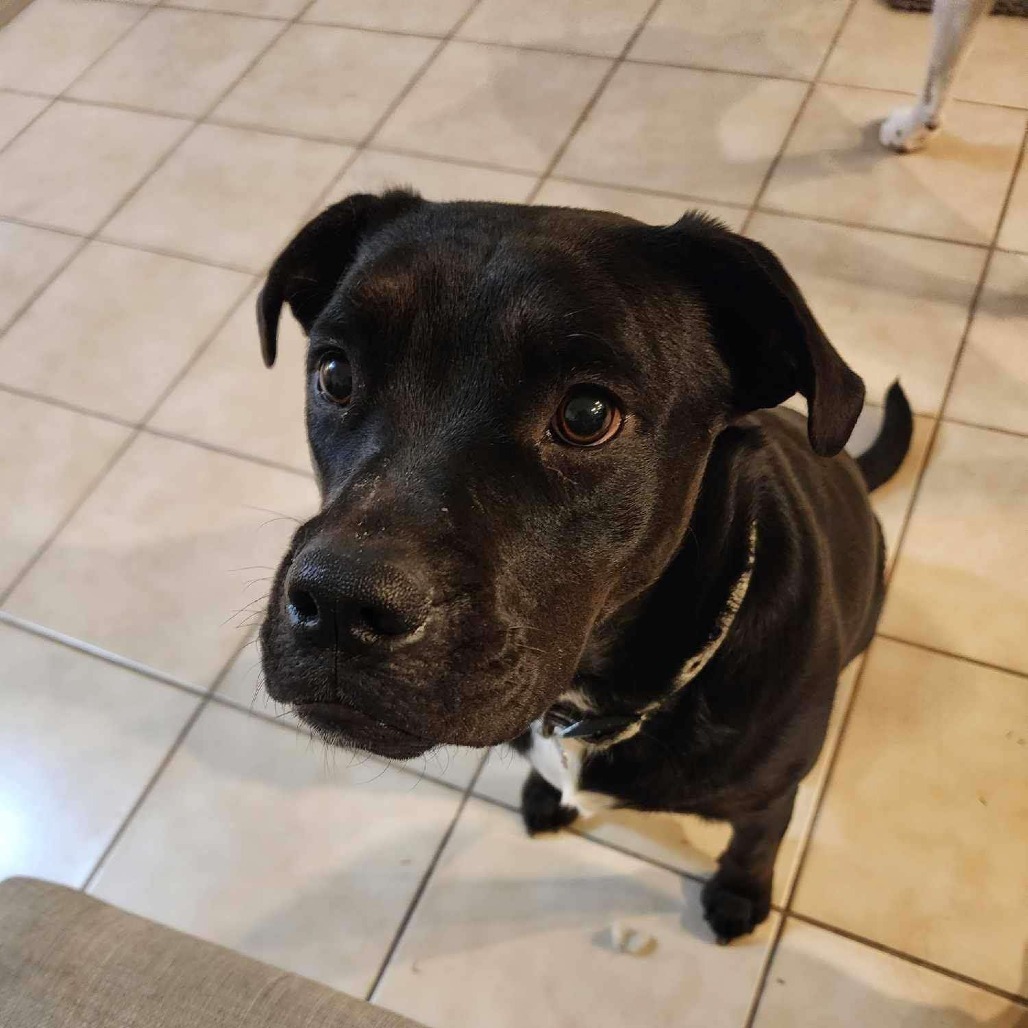 Briar, an adoptable Black Labrador Retriever, Mixed Breed in Nampa, ID, 83686 | Photo Image 1