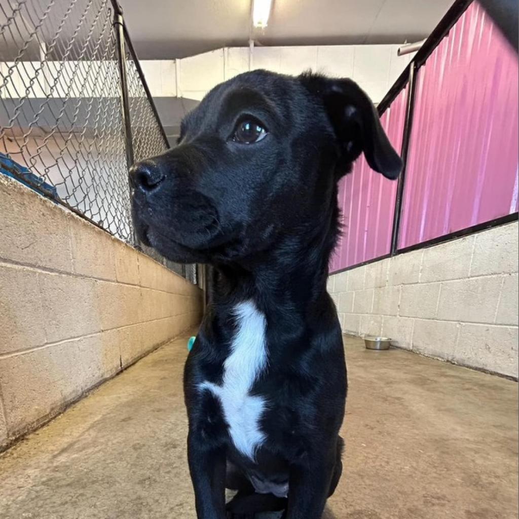 Briar, an adoptable Black Labrador Retriever, Mixed Breed in Nampa, ID, 83686 | Photo Image 2