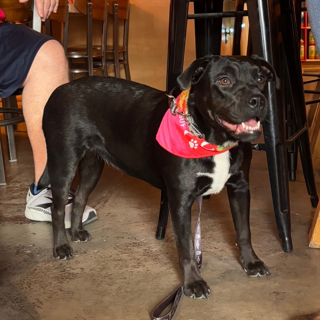 Briar, an adoptable Black Labrador Retriever, Mixed Breed in Nampa, ID, 83686 | Photo Image 3