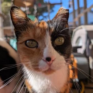 Patches, Adult Female Domestic Short Hair