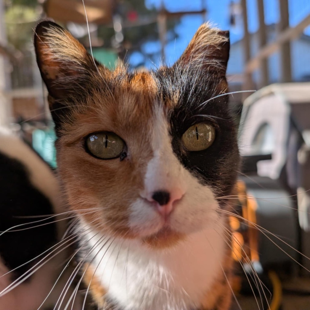 Patches, an adoptable Domestic Short Hair in Nampa, ID, 83686 | Photo Image 1