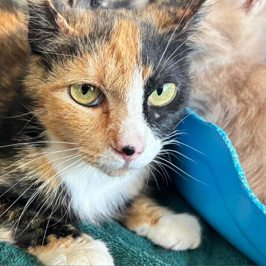 Patches, an adoptable Domestic Short Hair in Nampa, ID, 83686 | Photo Image 2