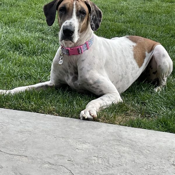 Millie