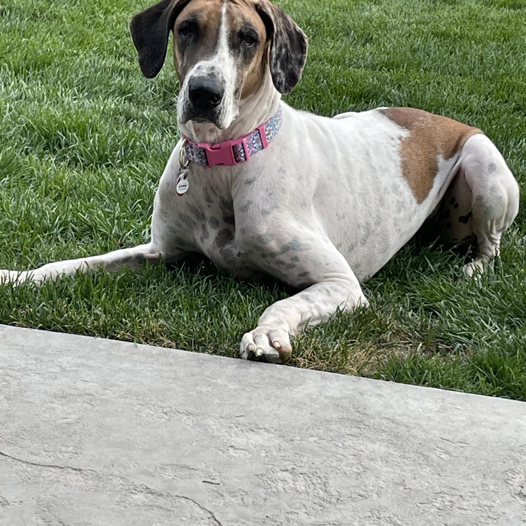 Millie, an adoptable Great Dane in Nampa, ID, 83686 | Photo Image 1