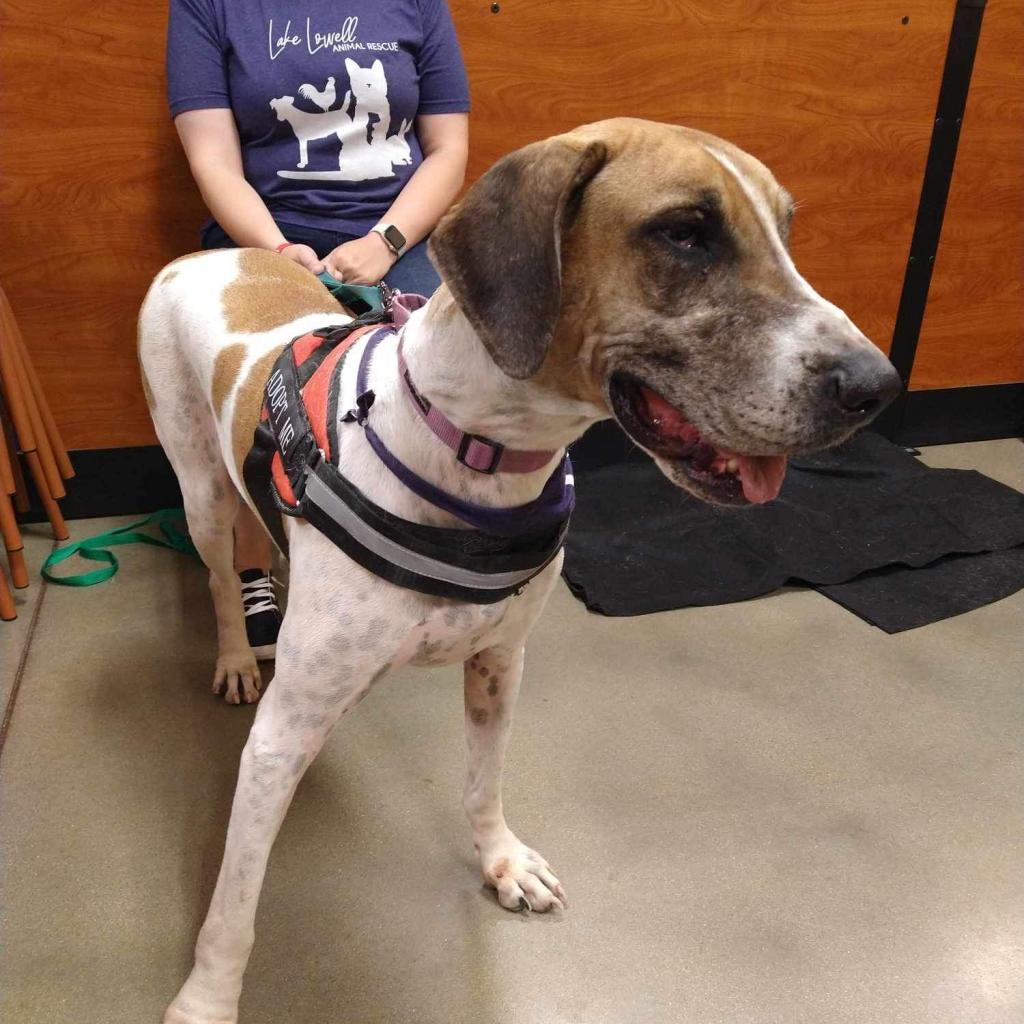 Millie, an adoptable Great Dane in Nampa, ID, 83686 | Photo Image 2