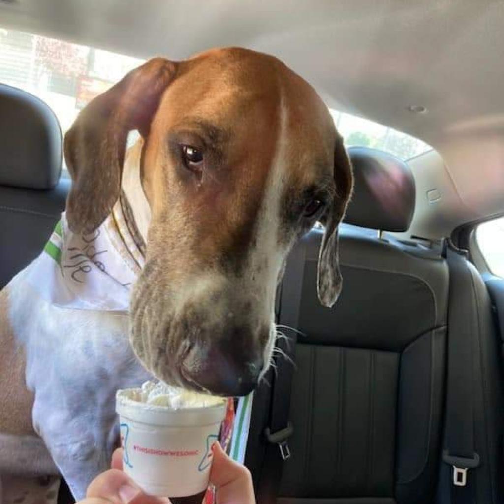 Millie, an adoptable Great Dane in Nampa, ID, 83686 | Photo Image 3