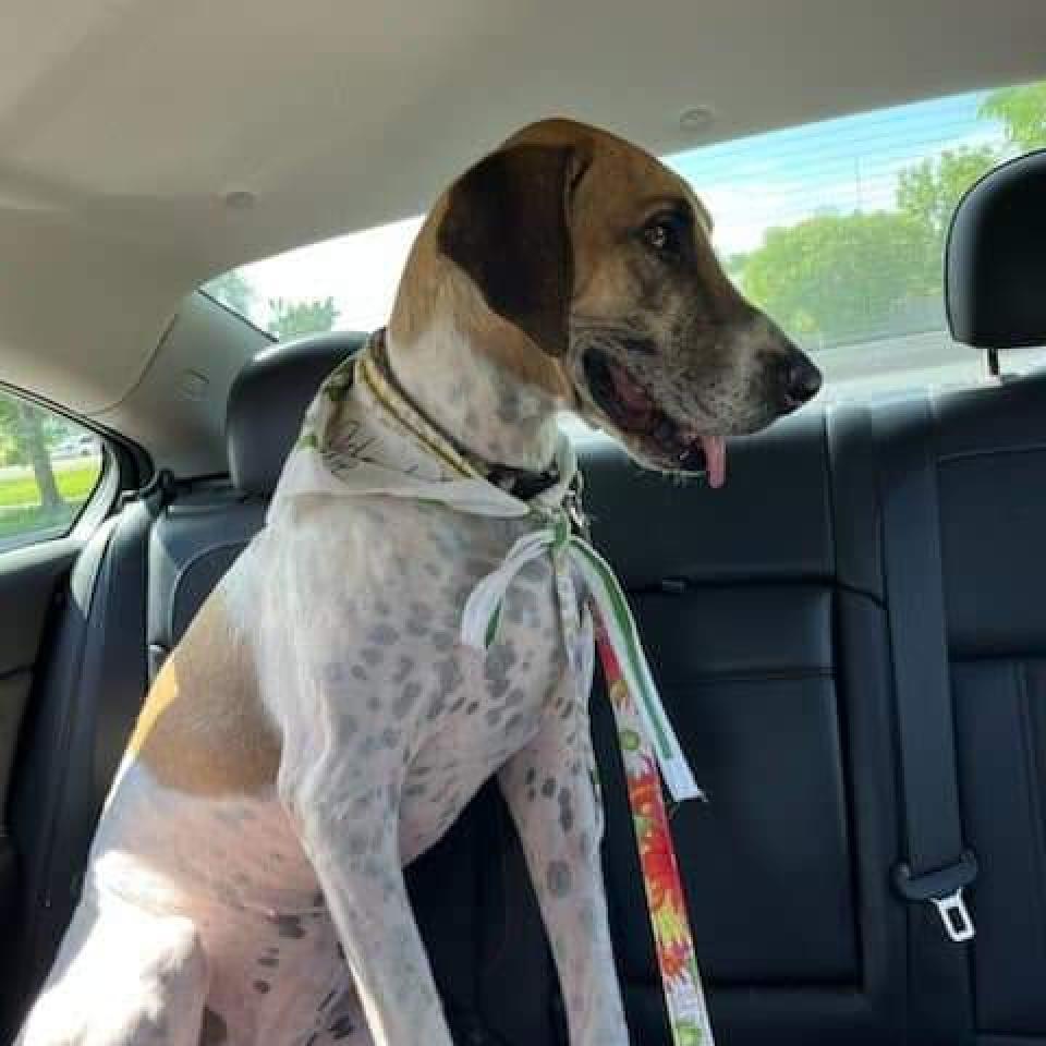 Millie, an adoptable Great Dane in Nampa, ID, 83686 | Photo Image 4