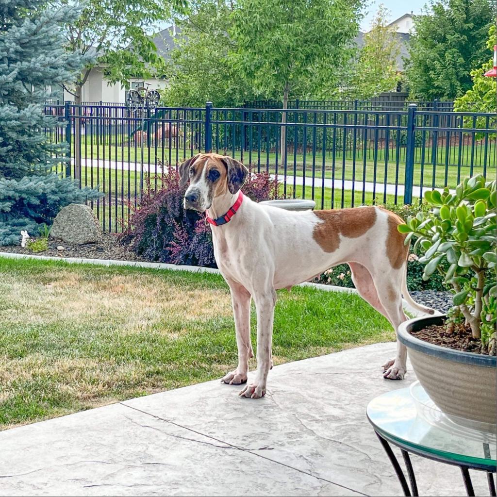 Millie, an adoptable Great Dane in Nampa, ID, 83686 | Photo Image 5