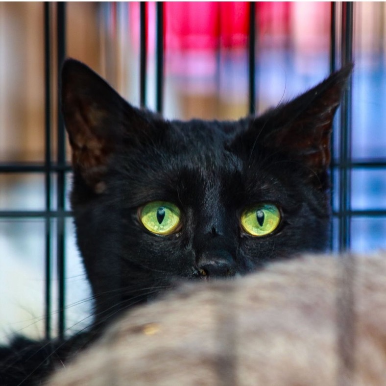 Godiva, an adoptable Domestic Short Hair in Nampa, ID, 83686 | Photo Image 1