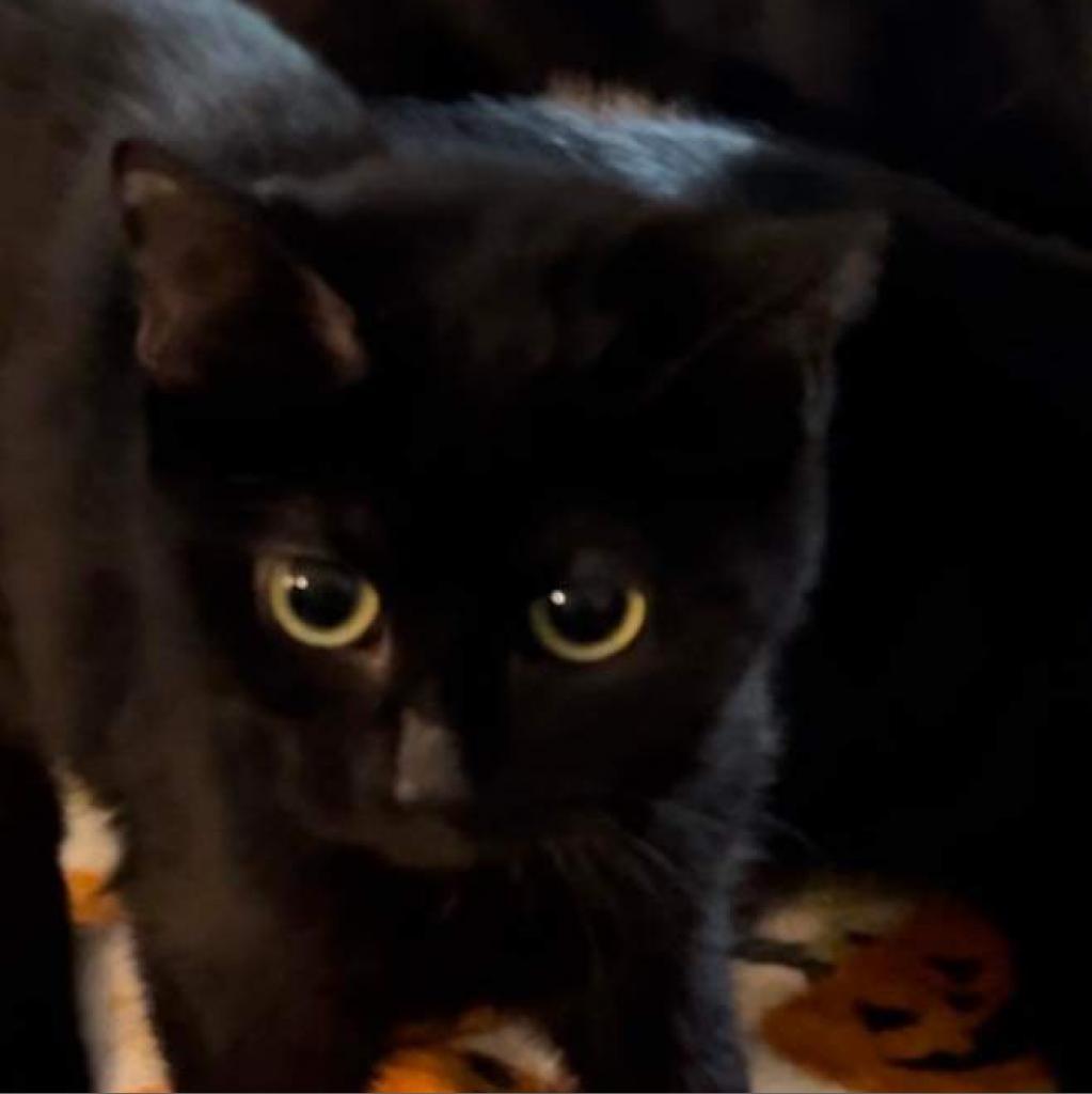 Godiva, an adoptable Domestic Short Hair in Nampa, ID, 83686 | Photo Image 2