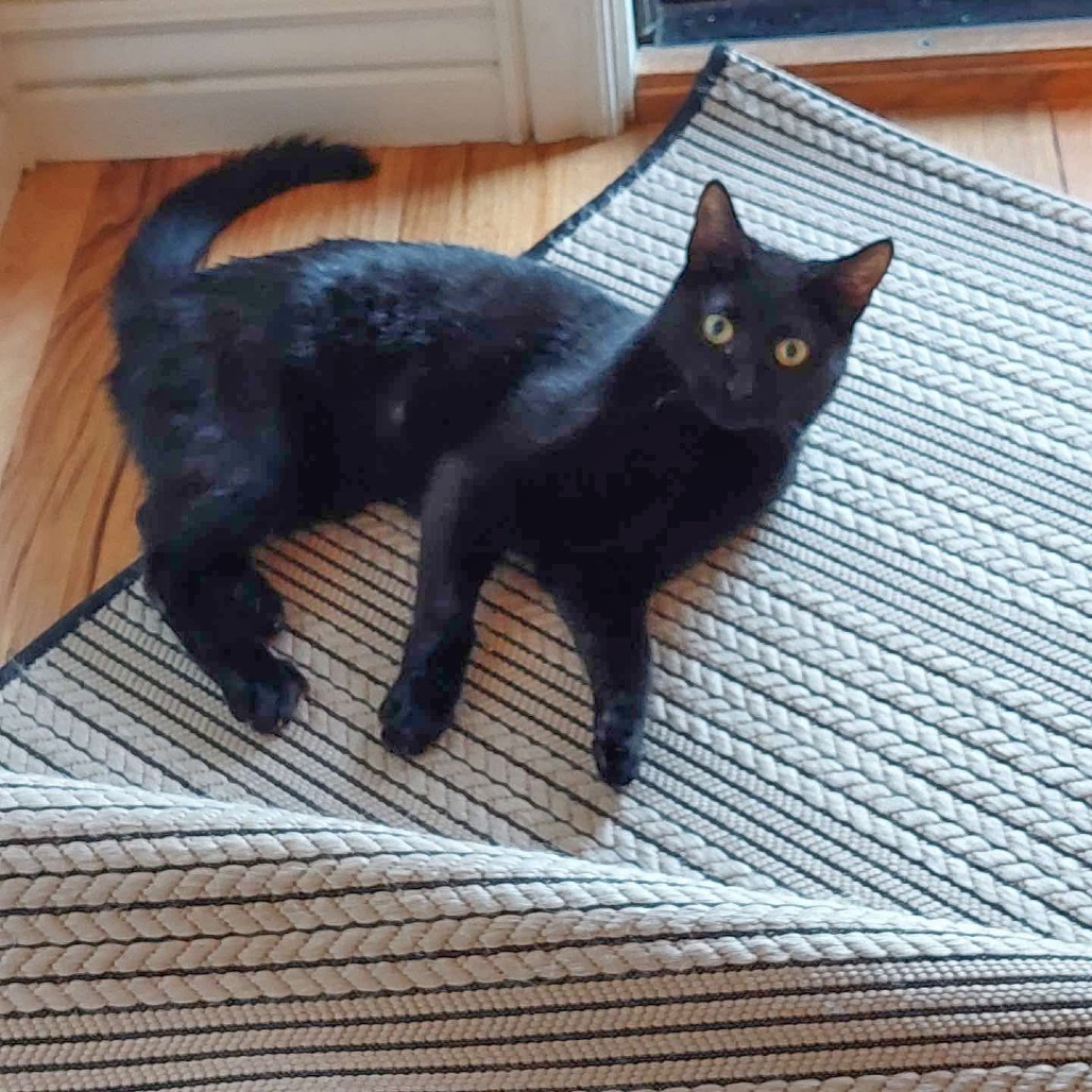 Midnight, an adoptable Domestic Short Hair in Nampa, ID, 83686 | Photo Image 1