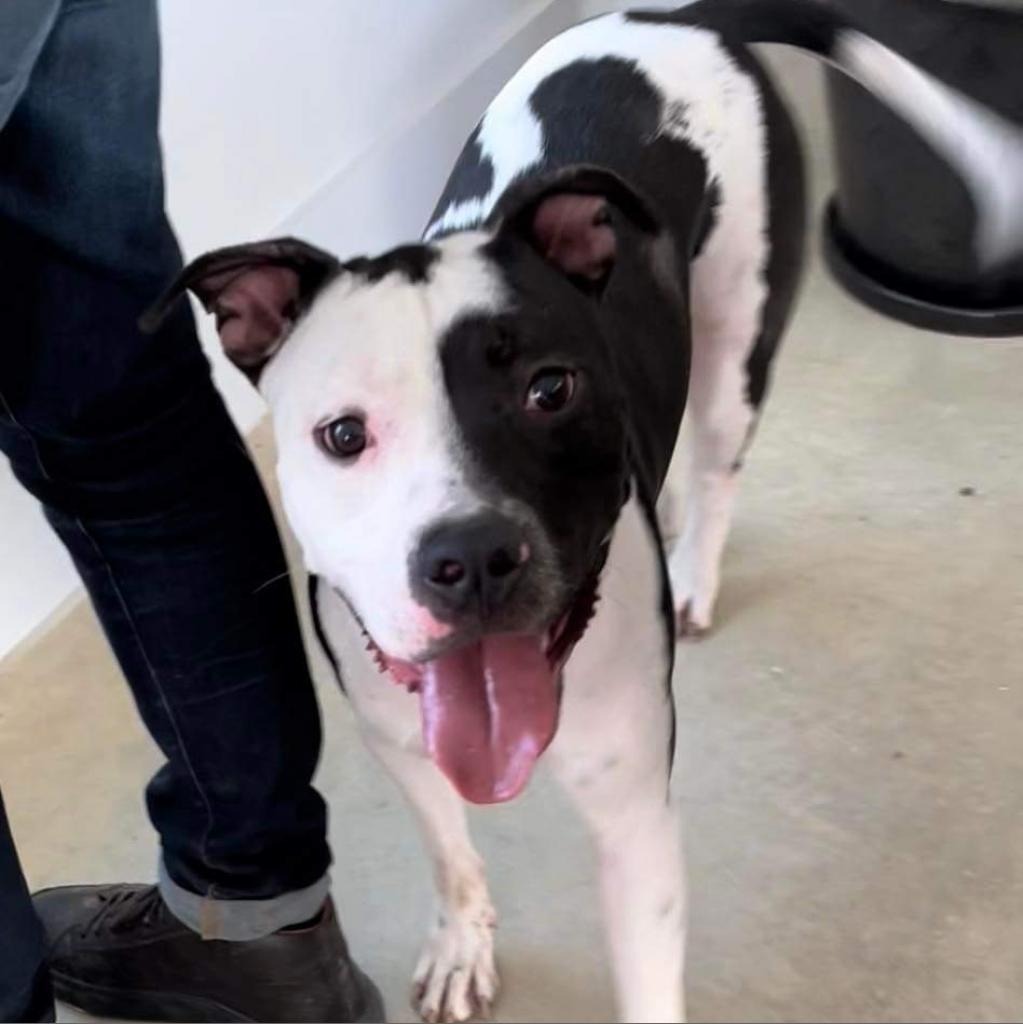 Cosmo, an adoptable Mixed Breed, Pit Bull Terrier in Nampa, ID, 83686 | Photo Image 1